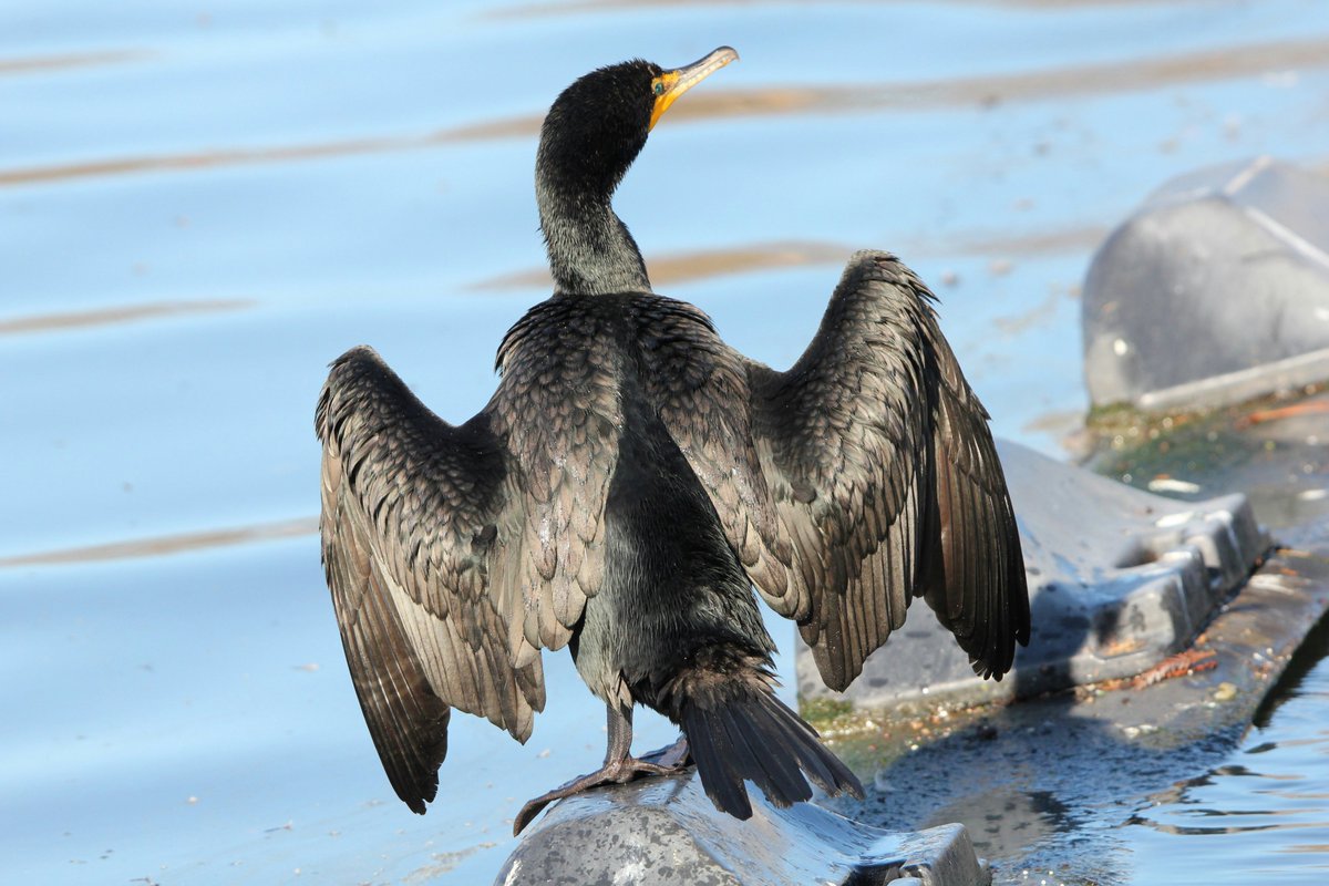 WildBirdYYC's tweet image. 🌊 Bird of the Week: Double-Crested Cormorant! 🐦 Spot this sleek, fishing pro with its cool black-brown look and striking orange face. 

#BirdOfTheWeek #YYC #BirdingFun