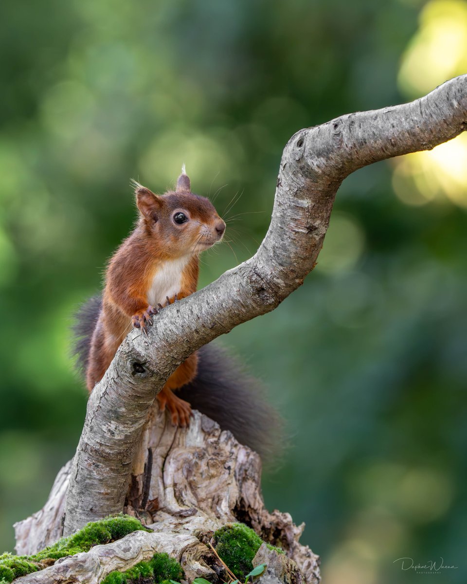 Curious #RedSquirrel on #wildbrownsea #dorsetwildlife
<a href="/DWTBrownsea/">DorsetWildlife Trust</a> <a href="/DorsetWildlife/">Dorset Wildlife Trust</a> <a href="/nationaltrust/">National Trust</a> <a href="/BrownseaNT/">Brownsea Island</a> #ShareMondays2024 #appicoftheweek #fsprintmonday <a href="/sheclicksnet/">SheClicks</a> <a href="/redsquirrelsw/">Red Squirrel South-West</a> <a href="/OurSquirrels/">Save our Red Squirrels</a> #saveourwildisles <a href="/BBCSouthNews/">BBC Hampshire & Isle of Wight</a> <a href="/BBCSpringwatch/">BBC Springwatch</a> #RedSquirrelAwarenessWeek