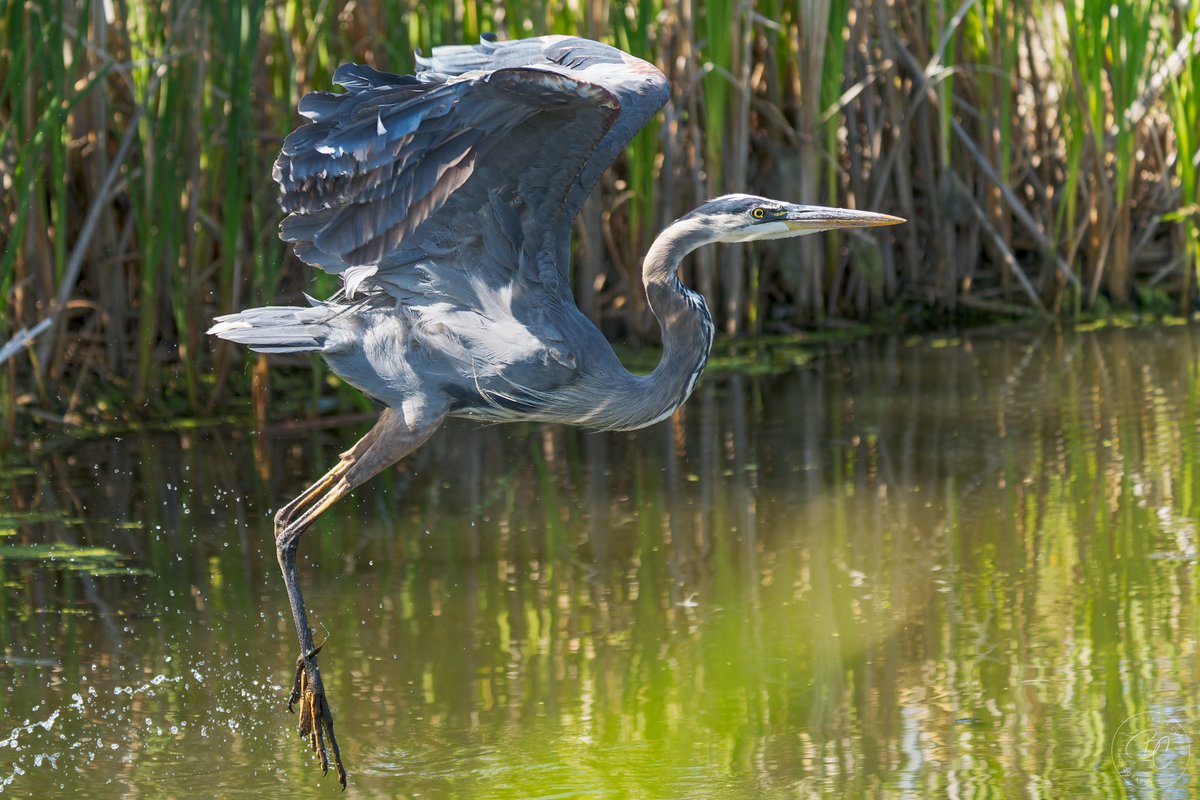 Bruce D. Comeau tweet media