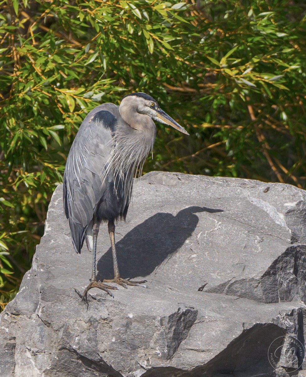 Bruce D. Comeau tweet media