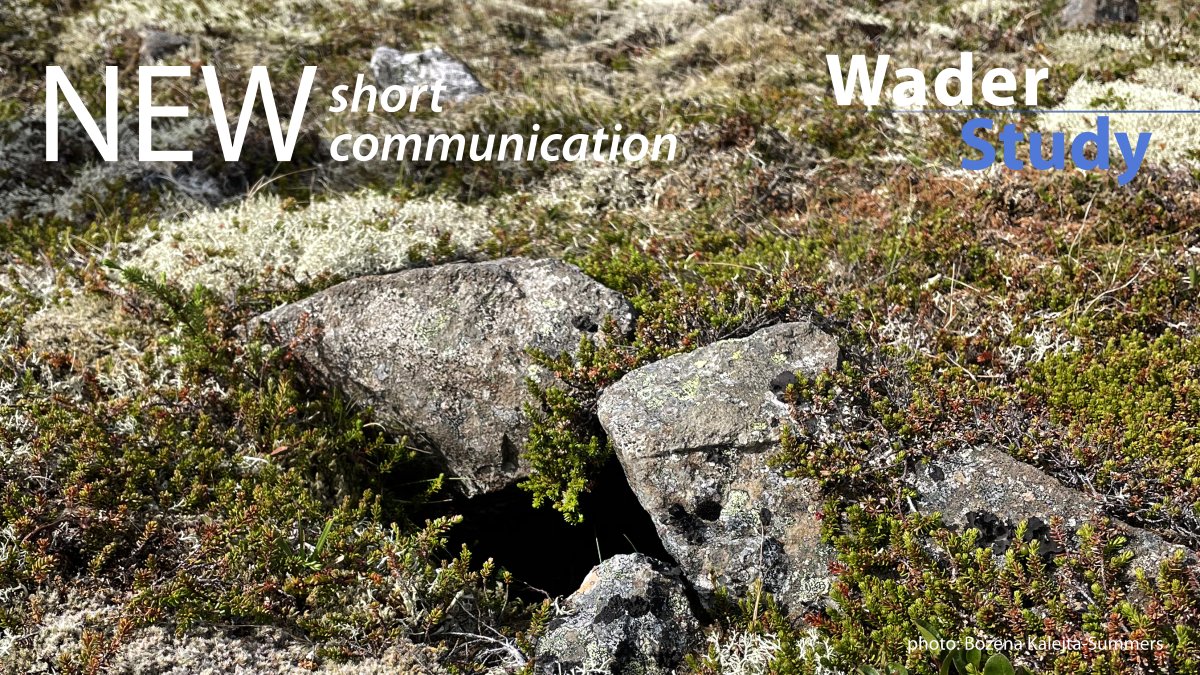 “We report on unusual nest-site choices under rocks, in a hole below ground level on the Melrakkaslétta peninsula in northeast Iceland.” - Hallgrimsson et al.

waderstudygroup.org/article/18414/
#waders #shorebirds #ornithology
<a href="/Haskoli_Islands/">Háskóli Íslands</a>