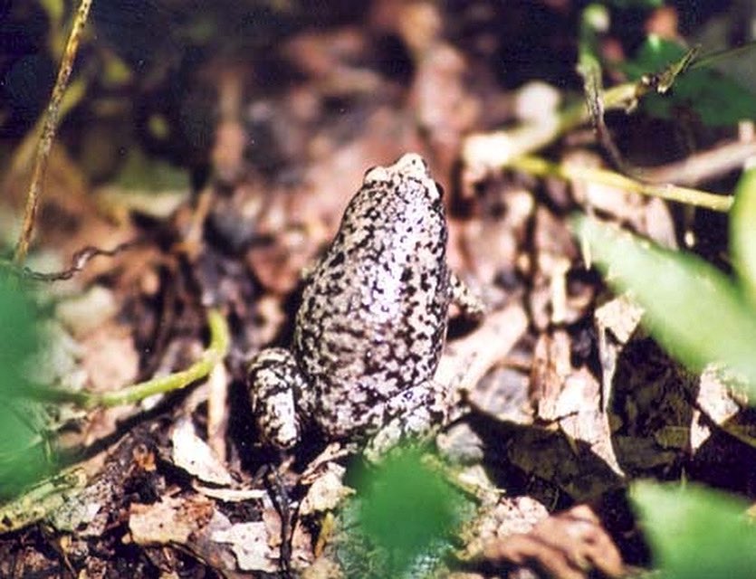 Voting is now open for the MWPARC Co-chair and Advisory Board Member election! You can submit your votes online: mwparc.org/about. Hurry, voting ends Oct 11th!

📸: Eastern Narrow-mouthed Toad (Gastrophryne carolinensis) by Dana Drake. #mwparc #conservation #leadership