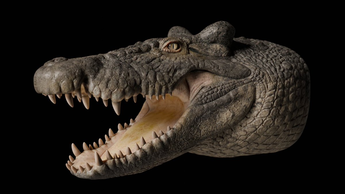 adamsaurus02's tweet photo. some renders of my Voay robustus bust https://t.co/gwywj9PEPu