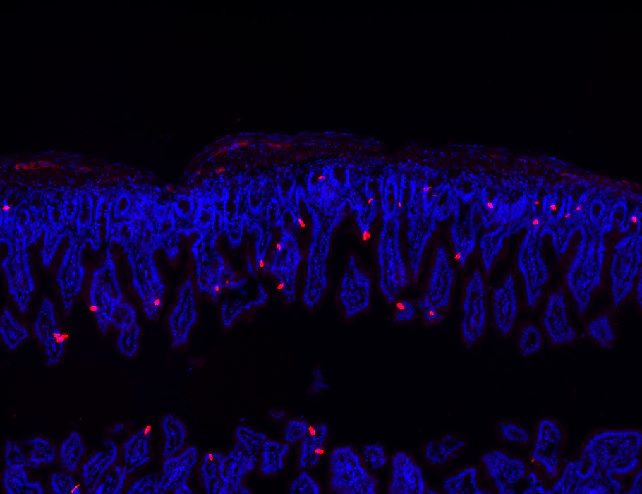 SciImmunology's tweet photo. New research in mice suggests that intestinal #TuftCell numbers fluctuate with #circadian and feeding patterns to prepare for potential food-borne pathogens.
Read more in Science #Immunology: https://t.co/erG4xEg6Z1 @CMU_Bio https://t.co/CrMoP1CblG