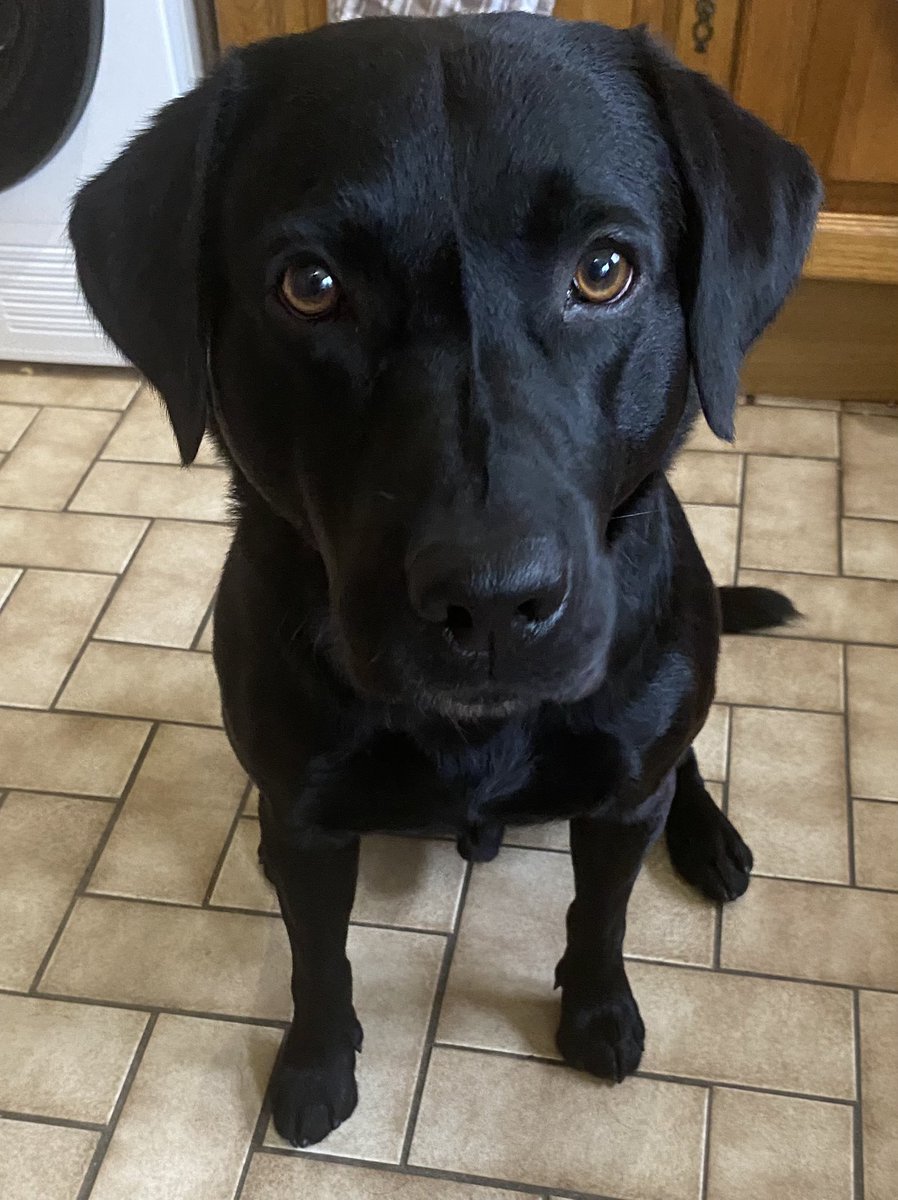 BREAKING! My sources inform me that the dog wants his tea! He’s only been in the kitchen 5 minutes, but there’s already serious unrest around the dog bowl!