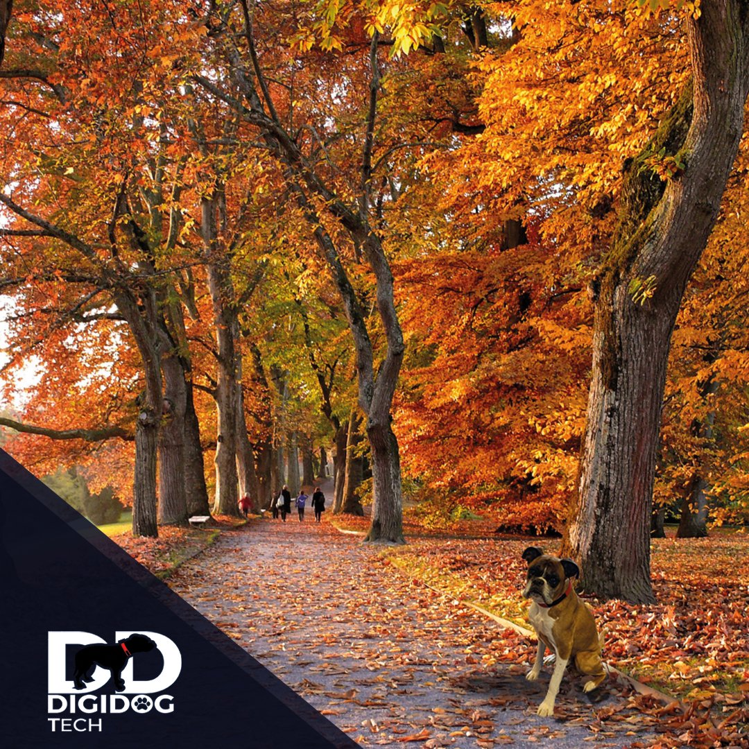 DigiDog Tech Ltd (@digidogtechltd) on Twitter photo Buster loves an Autumn walk, and so do we! I mean who doesn'tβ¦
Where is your favourite place to go for an Autumnal stroll?
π§ info@digidogtech.co.uk
π01704 779321
#digidog #digital #tech #southport #techindustry #hardware #it #itservices #itservice #itmaas Buster loves an Autumn walk, and so do we! I mean who doesn'tβ¦
Where is your favourite place to go for an Autumnal stroll?
π§ info@digidogtech.co.uk
π01704 779321
#digidog #digital #tech #southport #techindustry #hardware #it #itservices #itservice #itmaas