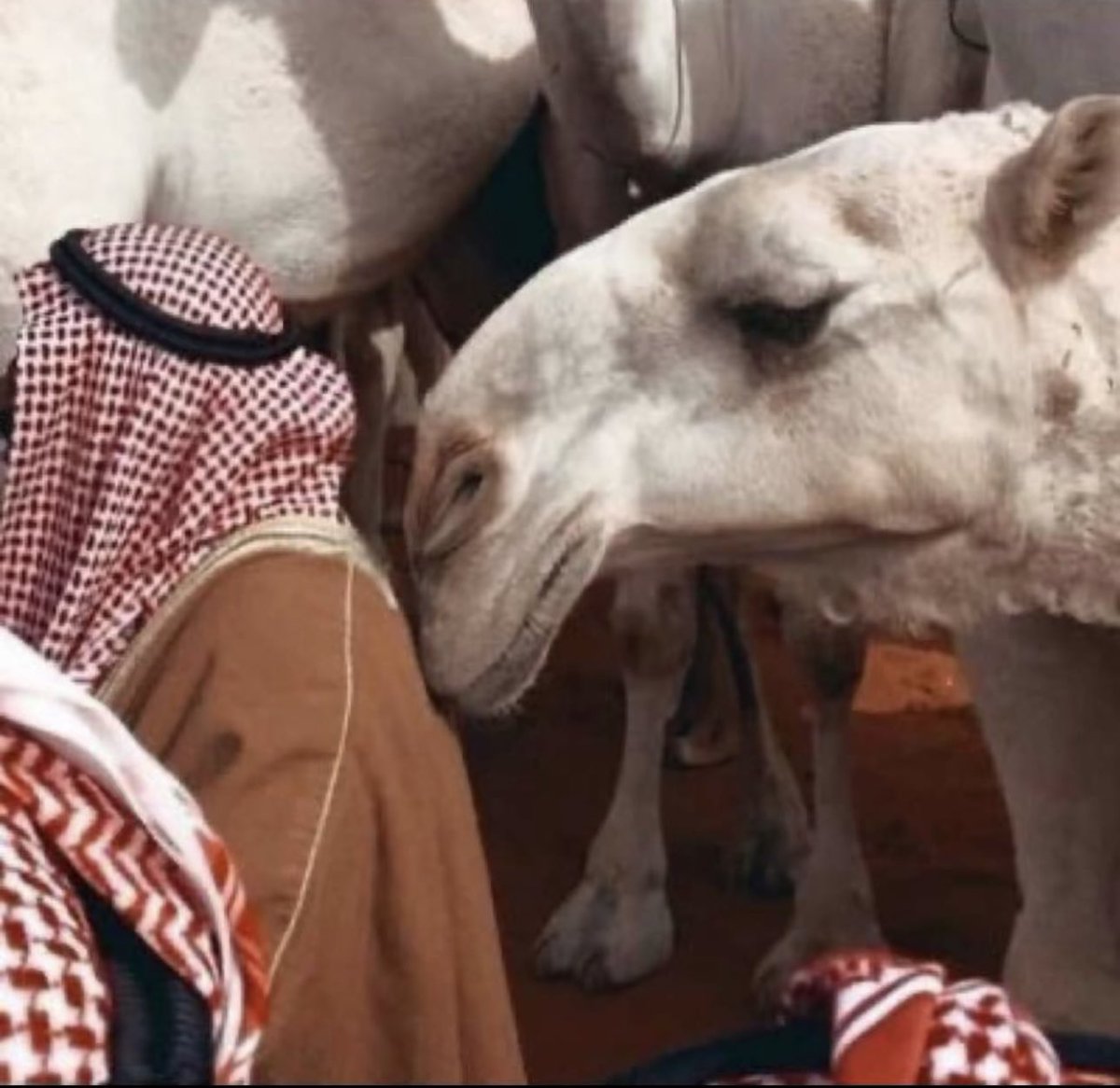 تهادي كّل ما ضجّ السحاب وشدّ لك براق
على صدر بْدويٍ مايعرف  الا الشـعر وانتي