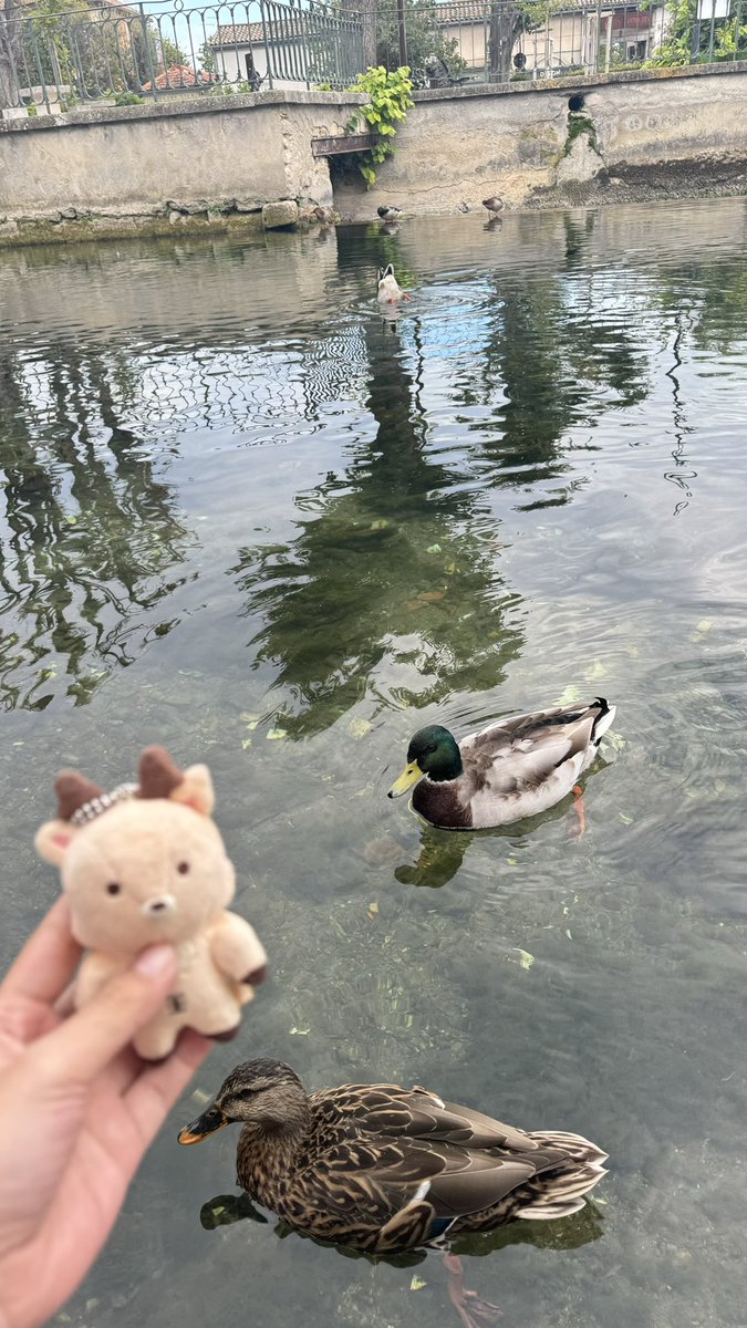 bam bam with duckie ducks 🦢