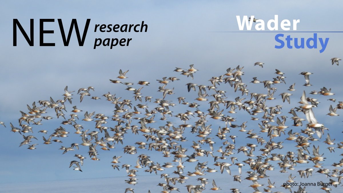 “This work has shown us that Red Knots using the West Atlantic Flyway exhibit three distinct migratory strategies, although individuals with different strategies may share stopover sites.” – Burger et al.

waderstudygroup.org/article/18489/
#waders #shorebirds #ornithology
<a href="/RutgersSASDLS/">Rutgers SAS Life Sciences</a>