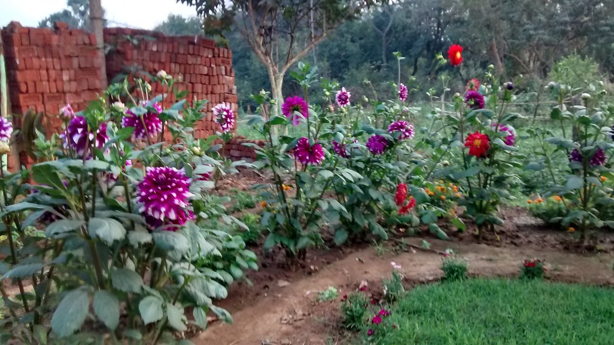 Jolly1235433's tweet photo. Share your photo of flowers🌷🥀
#SnappedByMe🥀❣️ https://t.co/A4iwAAE5NW