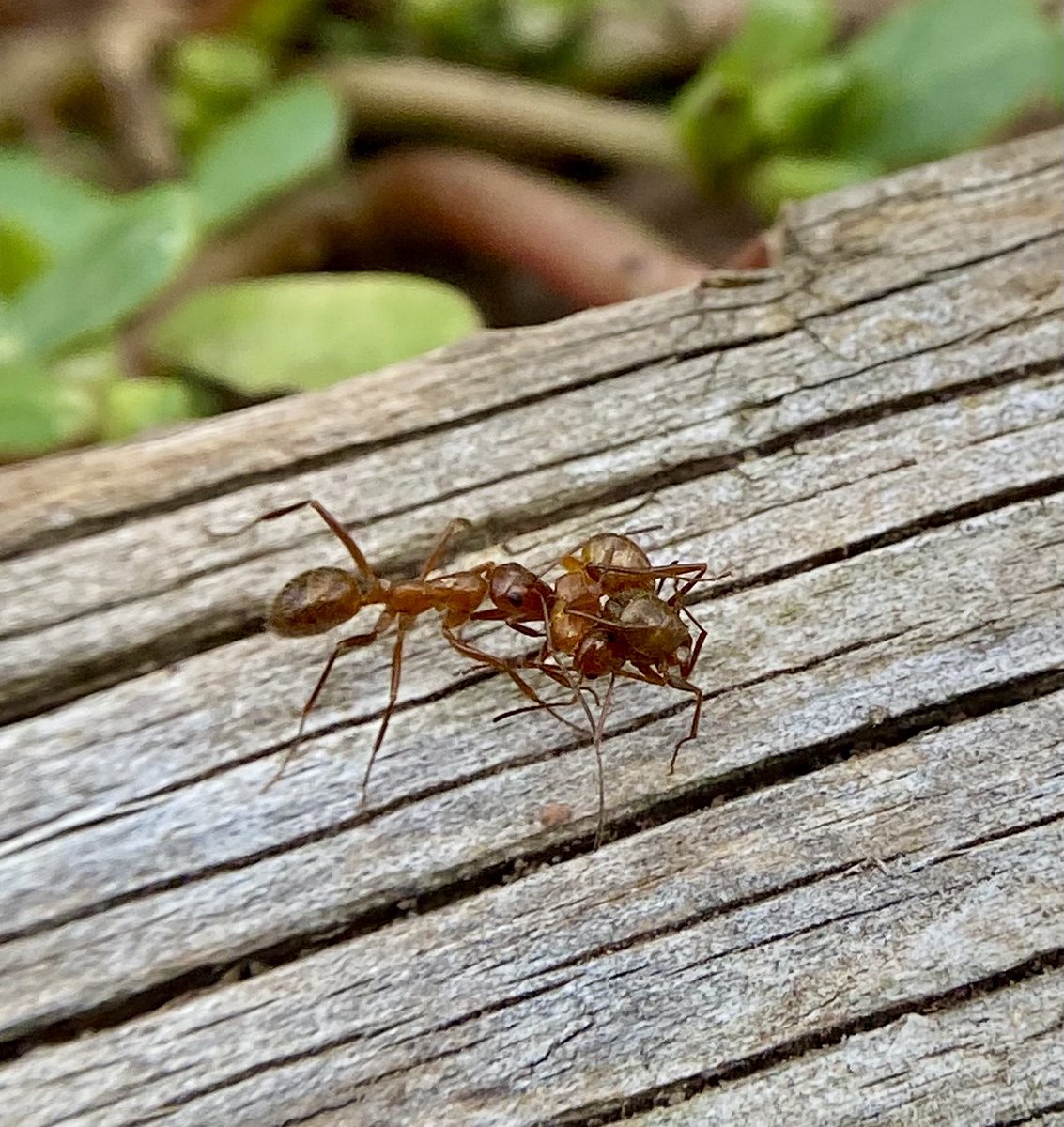 honestbugtakes's tweet photo. Ants have jobs and one of those jobs is undertaker. This hardworking gal is carrying a corpse to the ant cemetery, where it won’t be able to spread any weird diseases to the rest of the colony. 13/10 team player https://t.co/LY2L9uu8xQ