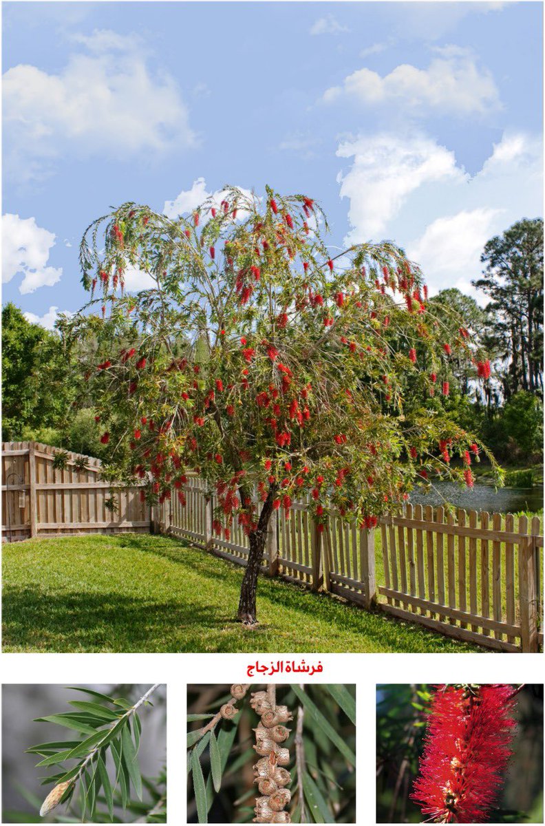 من اشجار الزينه التي انتشرت في دول الخليج ونجحت زراعتها في بلادنا ولكنها لم تنتشر هنا على الرغم من جمالها 

توليب افريقي ( خزامى افريقي ) 
فرشاة الزجاج 
خيار شمبر ( كاسيا فيستولا ) 
الاوركيد ( بوهينيا )