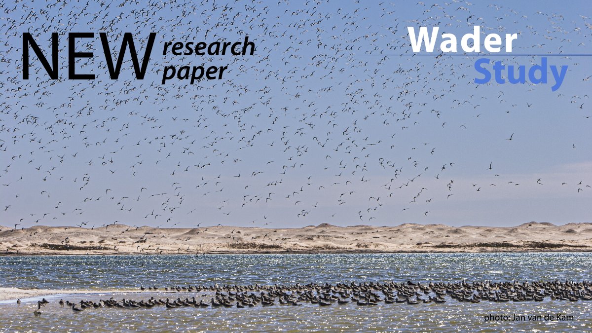 “we showed that after a decade (2003–2012) of marked declines in both the total numbers of all waterbirds and of shorebirds, both groups became stable during the 11 years (2013–2023).” – El-Hacen et al.

waderstudygroup.org/article/18492/
#waders #shorebirds #ornithology
<a href="/GlobalFlyway/">Global Flyway Network</a>