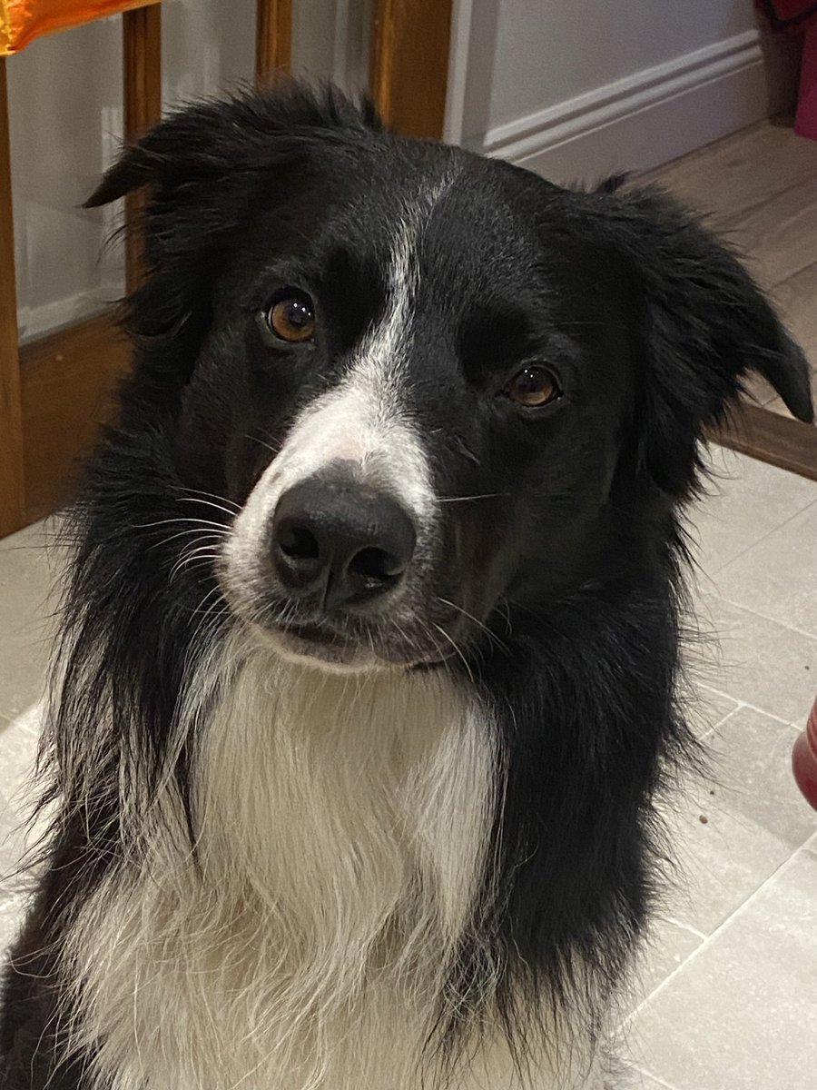 Come on mum, it’s time for another walk…I know we’ve not long been home from the beach but that was then and this is now! 🐾 🐾