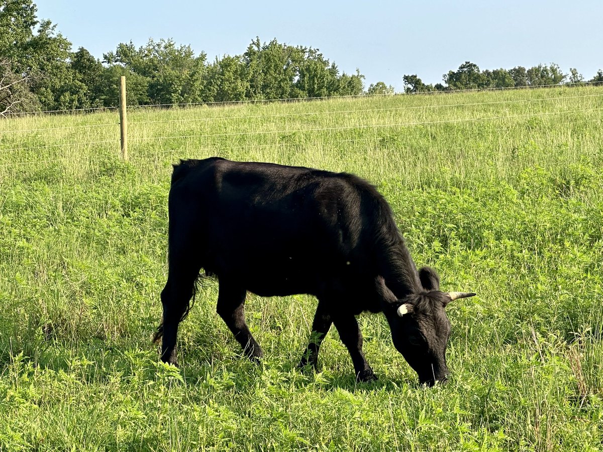 's tweet image. New @sink_farm video on YouTube!

m.youtube.com/watch?v=OzgvYk…

#DexterCattle #KitchenSinkFarm #Dexters #DexterCows #rotationalgrazing