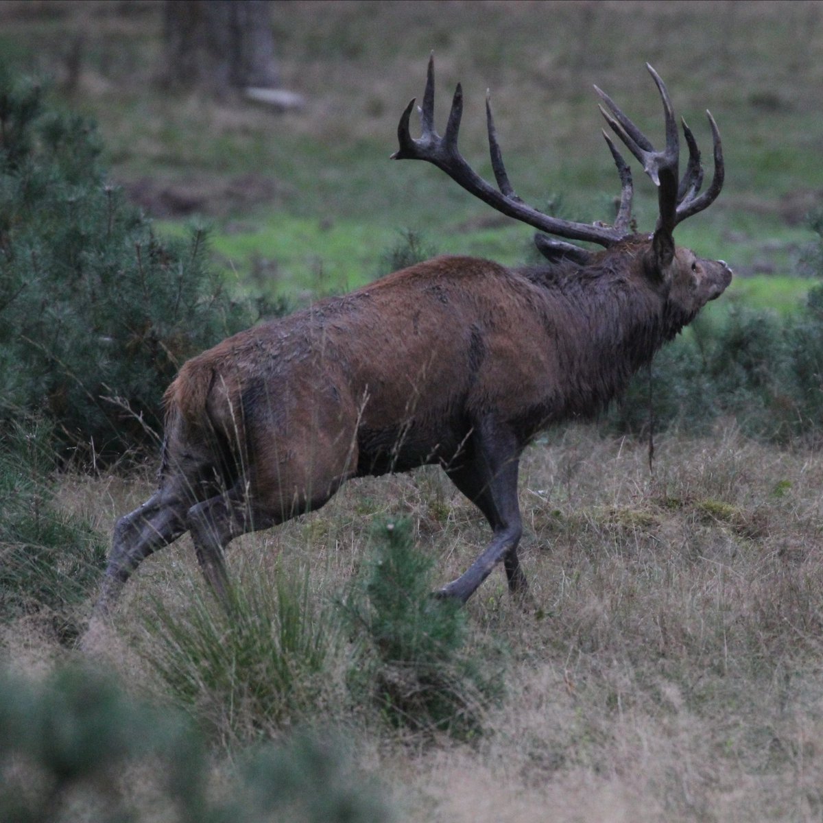 Brama - Berrea - Rutting
#naturephotography #wildlifephotography #fotografia #photograghy