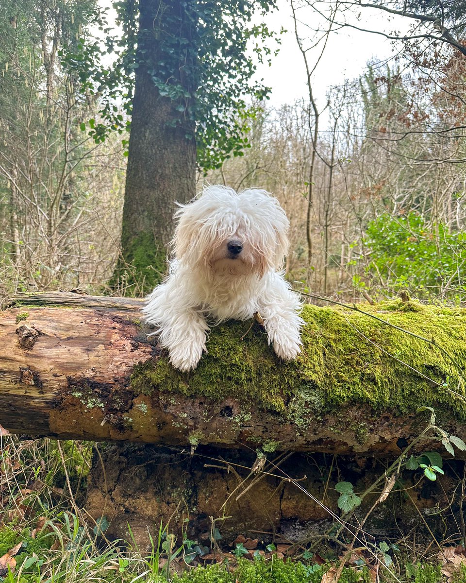 FlyingFigStudio's tweet image. This time last year we adopted a puppy who was born without eyes. Some people thought he should be PTS but I’m incredibly glad he wasn’t or he’d have missed out on a lot of fun over the last year! Louis proves every day that dogs with special needs can thrive #AdoptDontShop