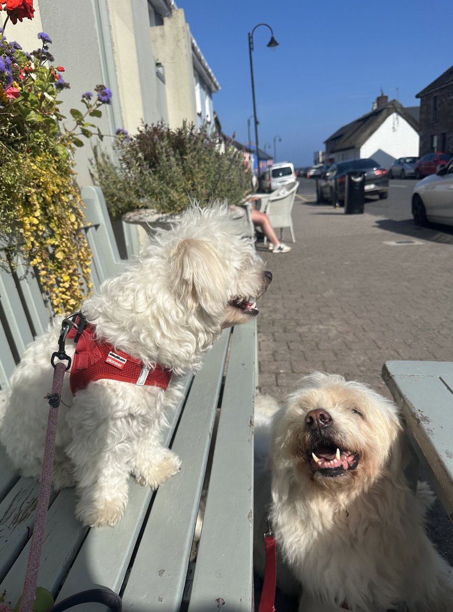 FlyingFigStudio's tweet image. This time last year we adopted a puppy who was born without eyes. Some people thought he should be PTS but I’m incredibly glad he wasn’t or he’d have missed out on a lot of fun over the last year! Louis proves every day that dogs with special needs can thrive #AdoptDontShop