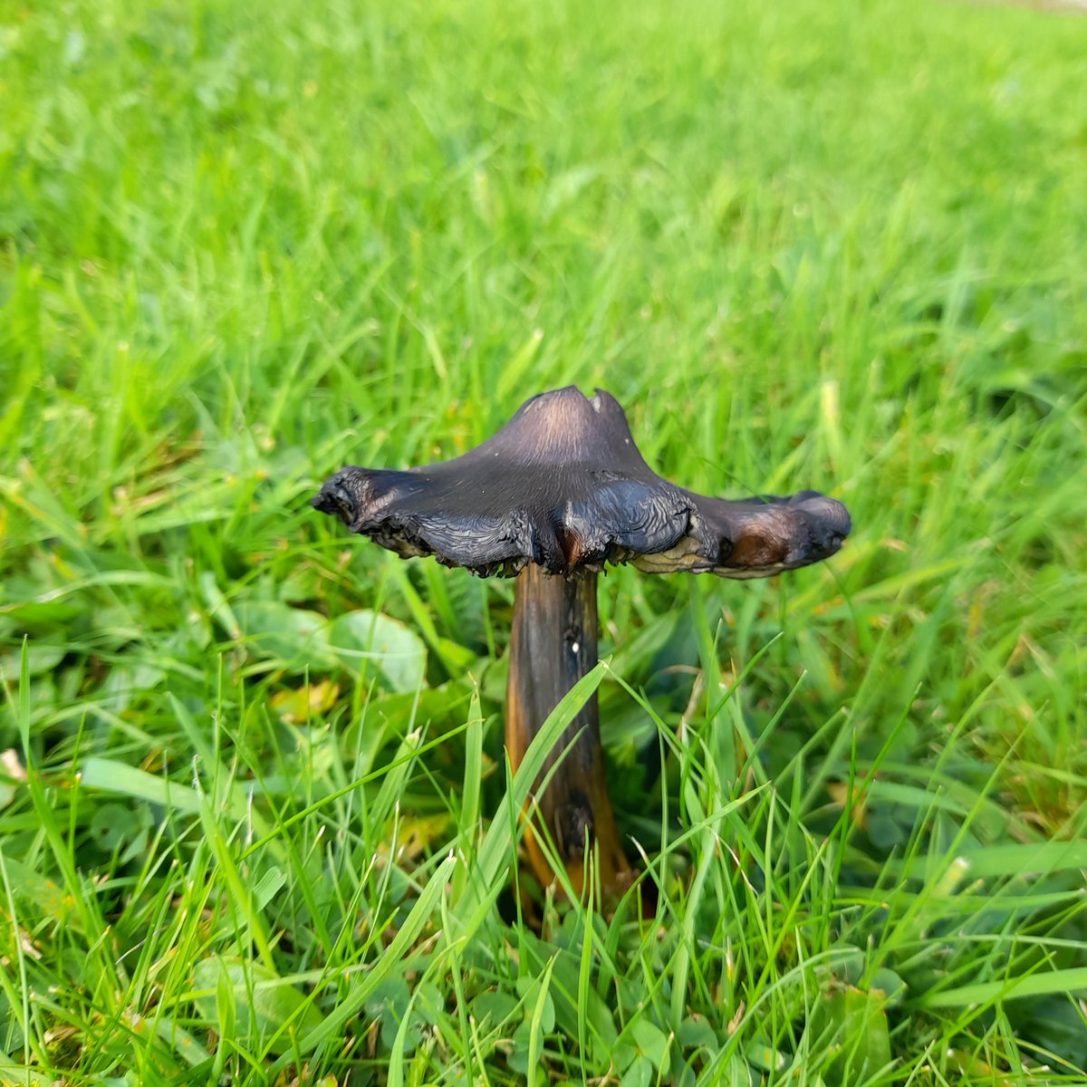 SalopianDragons's tweet image. Hello DragonSpotters ☺ 

While out stocking up on office essentials (tea and biscuits) we happened across this amazing mushroom. If you zoom in, it looks like it has a tiny door! 🤯😄

#dragonsofshropshire #shropshire #mushroomcore  #mushroomphotography