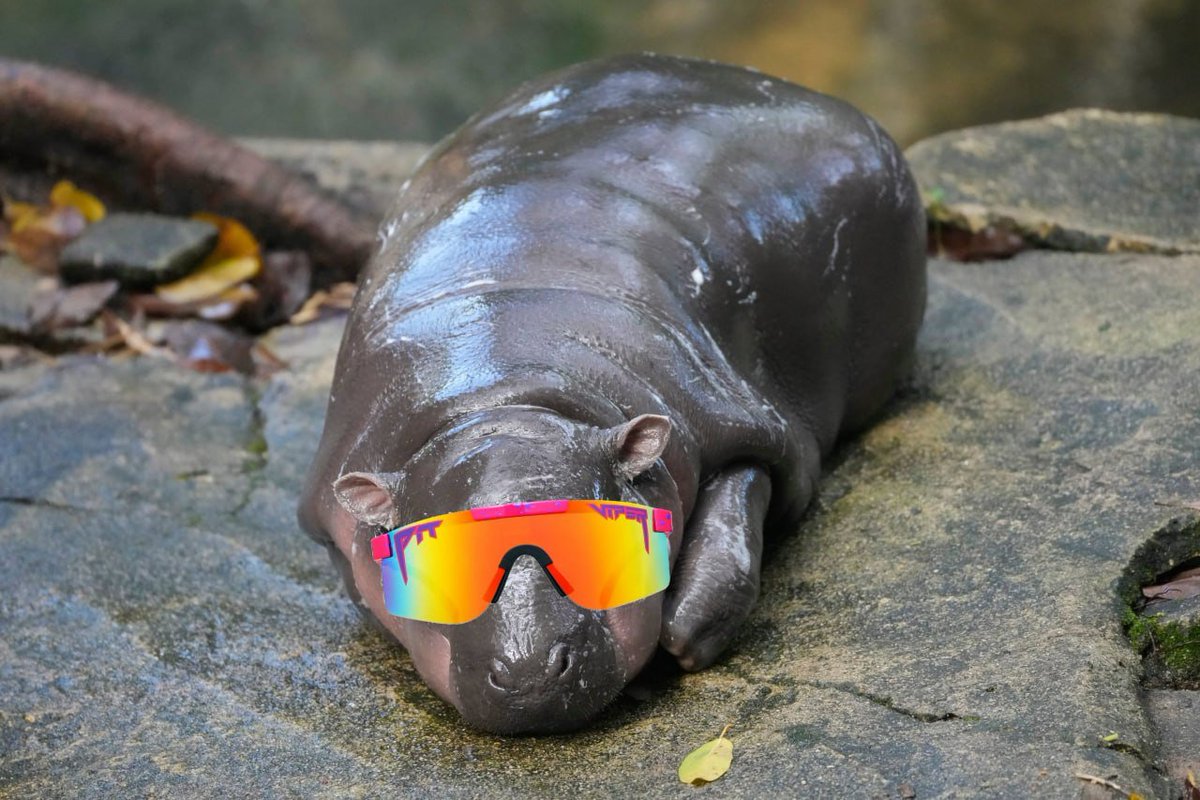 mog_deng's tweet photo. lili hippo wearing vipers 
Sub 30K and you not bidding ? https://t.co/u2D7hSnYZn