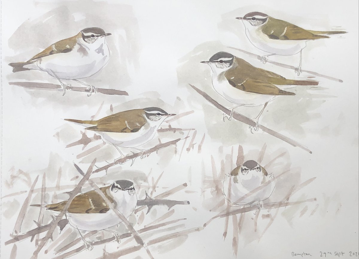 James McCallum (@jamesrmccallum1) on Twitter photo Pale-legged Leaf Warbler - real treat to see this rare eastern vagrant. Pleased to get some really good views and to hear it calling. Thanks to <a href="/AshBanwell/">Ashley Banwell</a> for convincing me that joining him was a sensible thing to do... Not too many people on Sunday & really enjoyable experience Pale-legged Leaf Warbler - real treat to see this rare eastern vagrant. Pleased to get some really good views and to hear it calling. Thanks to <a href="/AshBanwell/">Ashley Banwell</a> for convincing me that joining him was a sensible thing to do... Not too many people on Sunday & really enjoyable experience