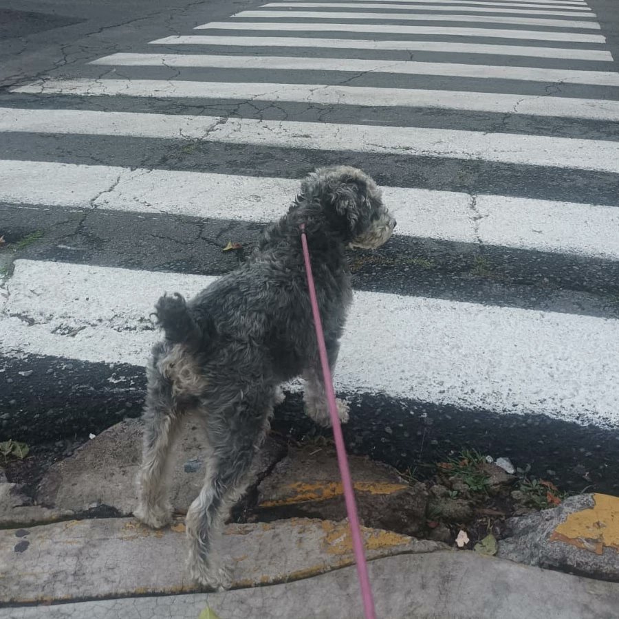 Caruto_2118's tweet photo. @drlangosta Doctor, ‼️Por favor ayuda, estoy buscando a mi perrita Schnauzer perdida, pesa entre 8kg a 9kg, iba corriendo mucho en dirección hacía la Avenida Presidente Plutarco Elías Calles y cerca de la estación del Metrobús Andrés Molina, si alguien la vió o la tiene regrésenla por lo - https://t.co/sRFwhVYak1