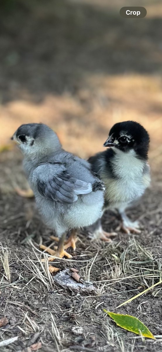 Thanks for making the trip, and thanks for bringing the CHICKS!!!
