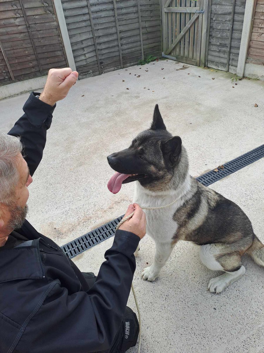Very urgent, DUE FOR EUTHANASIA NOW, IN COUNCIL POUND, RESCUE SPACE NEEDED , 🆘🆘🆘
NOT AVAILABLE FOR ADOPTION, PLEASE SHARE TO GET THIS BOY SEEN AND SAVED.   PLEASE SHARE SHARE EVERYWHERE AND PLEDGE IF YOU CAN TO HELP SAVE HIM🙏🙏🙏
RESCUE PLACE ONLY PLEASE FOREVER PLACEMENT
