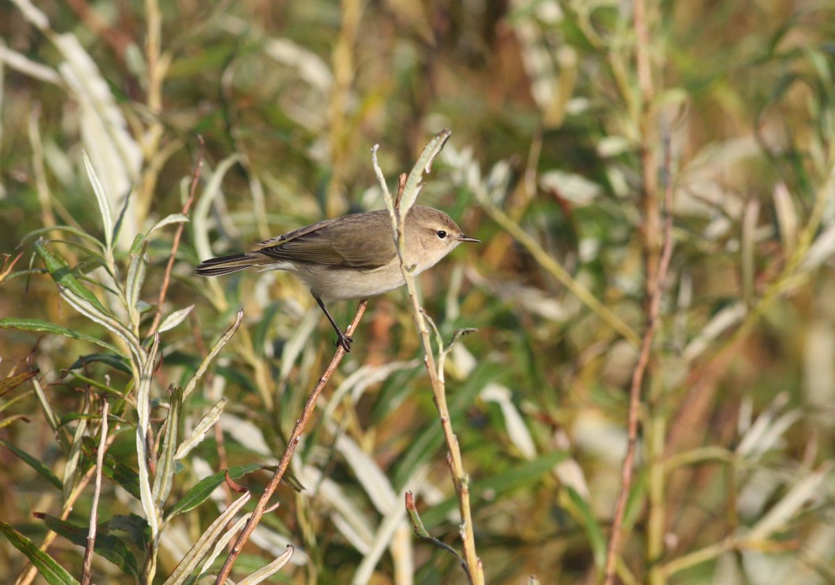 Up on Stronsay in Orkney for the week, and day one offered a light smattering of migrants including a stunning Siberian Chiffchaff (first picked up on call) and a couple of Yellow-browed Warbler. Let's see what else is to come. 😄
