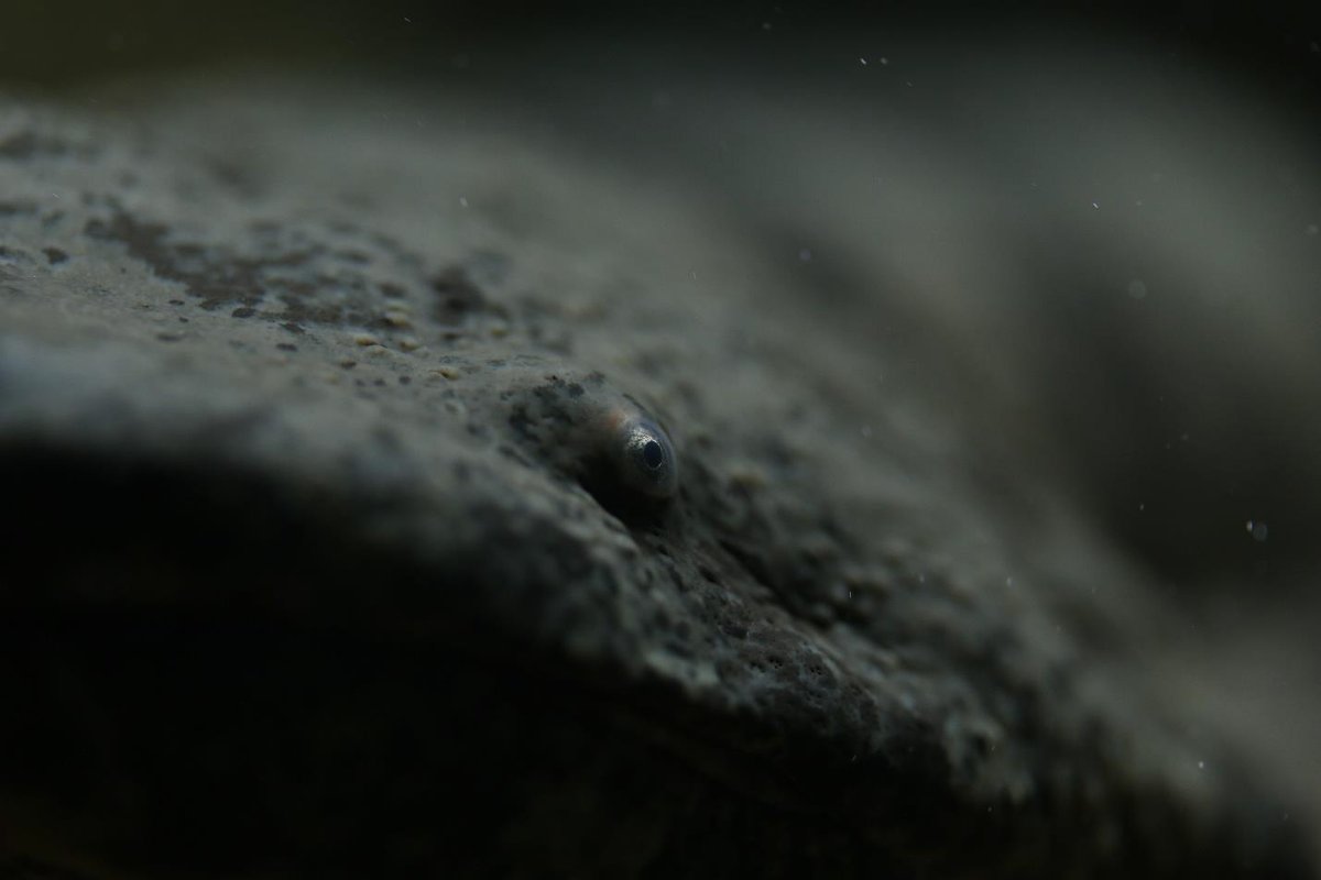 IUCN SSC Amphibian Specialist Group tweet media