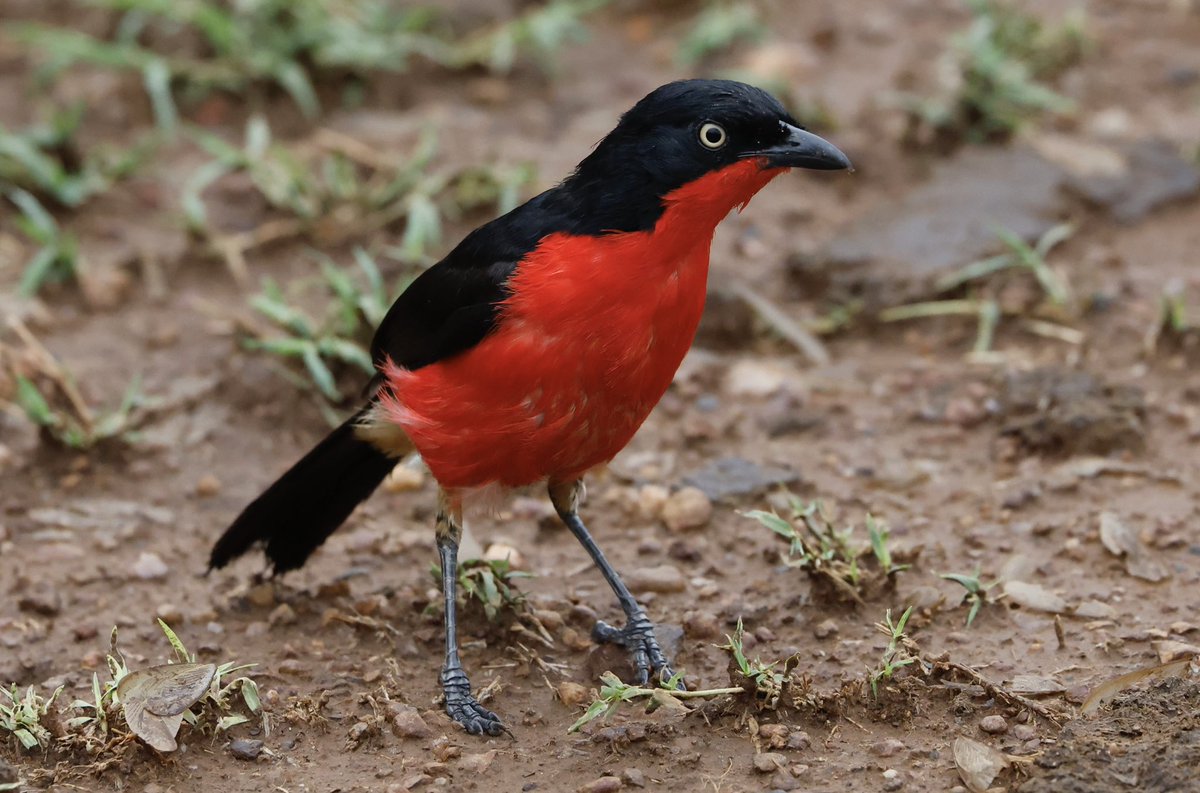 partbirdpartman's tweet photo. The road to Bwindi.

@Natures_Voice 
@naturetrektours 
@NatGeo 
#birds 
#wildlife
#wildlifephotography https://t.co/psaRNsg8ix