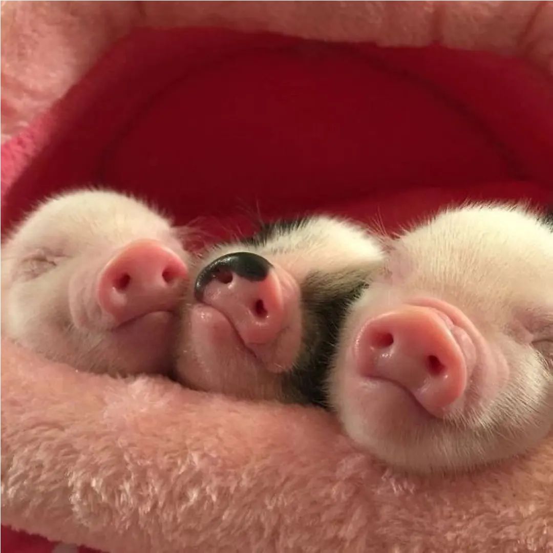 Pigs Lover tweet media