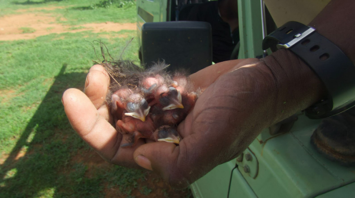 mpala_rc's tweet photo. #ScienceSpotlight: Superb Starlings are beautiful birds. They are cooperative breeders that form large groups w/ multiple breeding pairs. This paper demonstrates that immigration &amp; breeding by unrelated individuals benefits their society. Full paper here:https://t.co/cIEiJmBtoG https://t.co/ZKAsP281d0