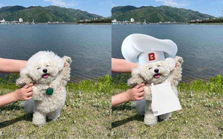 Nomaaa, es un PERRITO BIMBO 😍