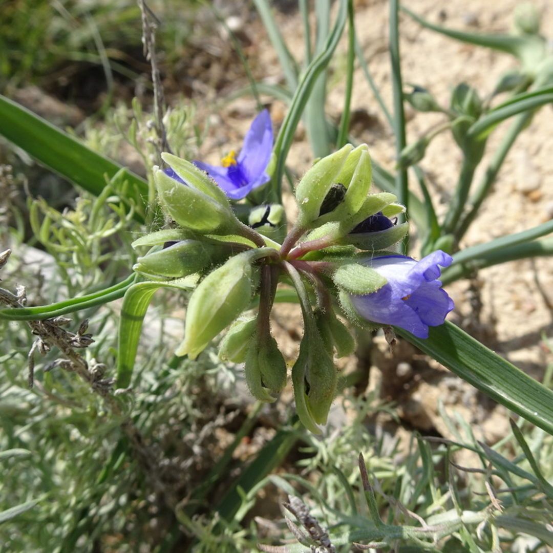Tradescantia occidentalis, commonly known as Prairie Spiderwort or Western Spiderwort, is a perennial herb native to central, southern, and southwestern portions of the U.S. (Thomas Koffel photo)

#nativeplants #wildflowers #floraandfauna #botanicalbeauty #naturelovers