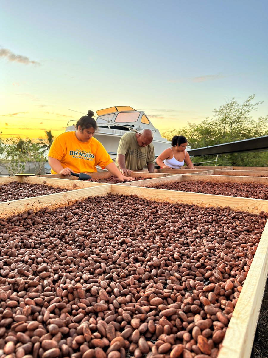 IR4_Project's tweet photo. Cacao growers + chocolate makers in Hawaii are setting a bold vision for the state to become “The Napa Valley of Chocolate,” and IR-4 is helping to support that goal. Learn more in our latest success story by Robin Siktberg:

https://t.co/bX08WHg5EY

#hawaiiancacao #ir4project https://t.co/Rt1UYHYfru