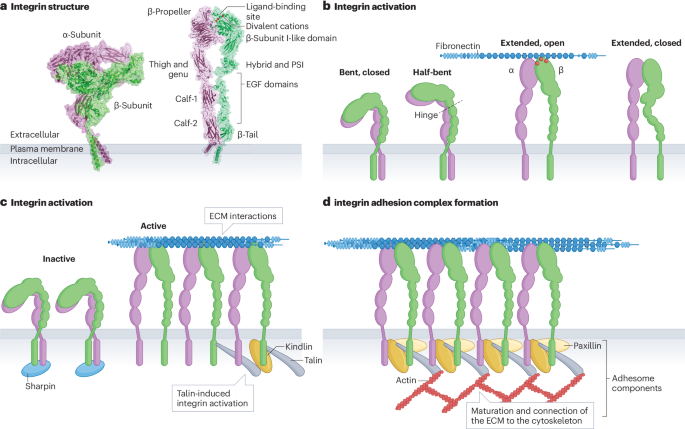 Now Online: The role and regulation of integrins in cell migration and invasion go.nature.com/4enYIcd