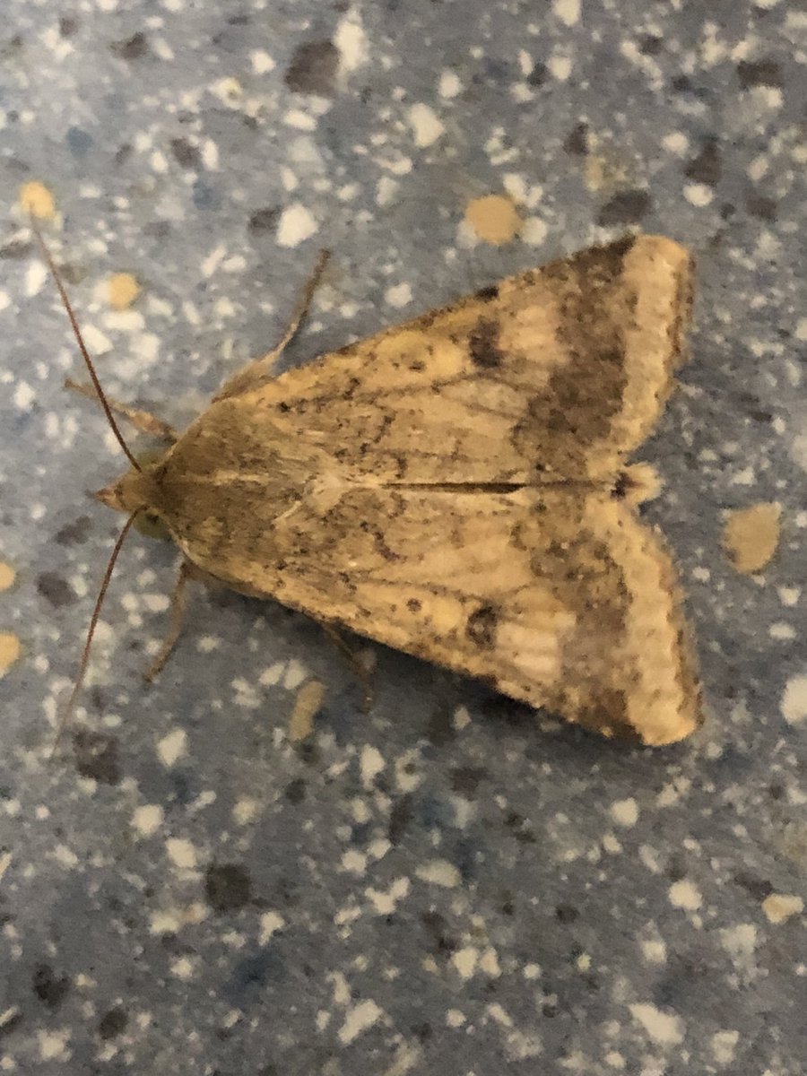 julian russell tweet media