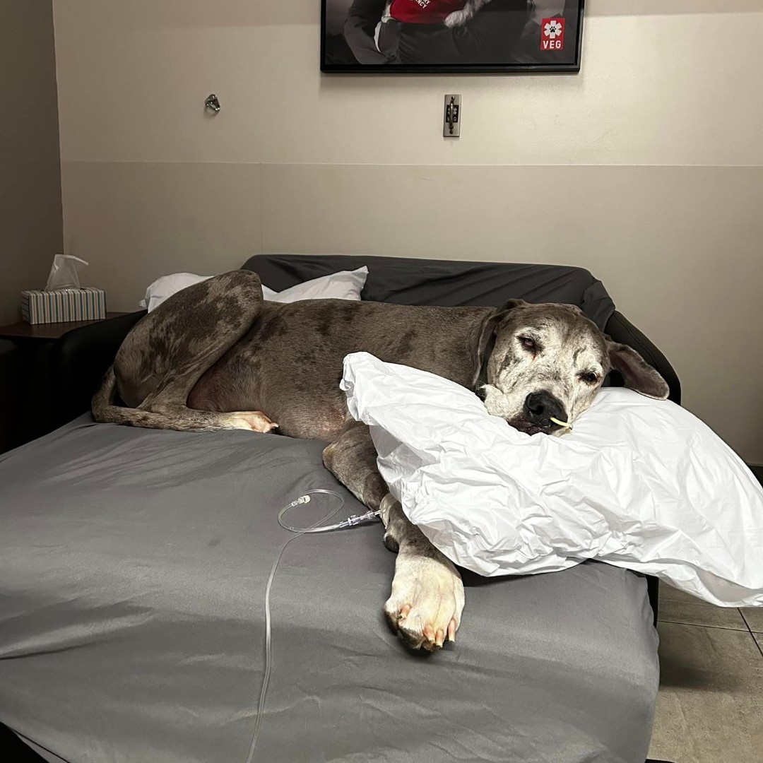 VEGERforpets's tweet image. Our overnight accommodations: Great Dane approved! ✅

While we hope you never need to, you&apos;re always welcome to stay overnight with your pet during their hospital stay. 🐾

#vegolution #pethospital #greatdane