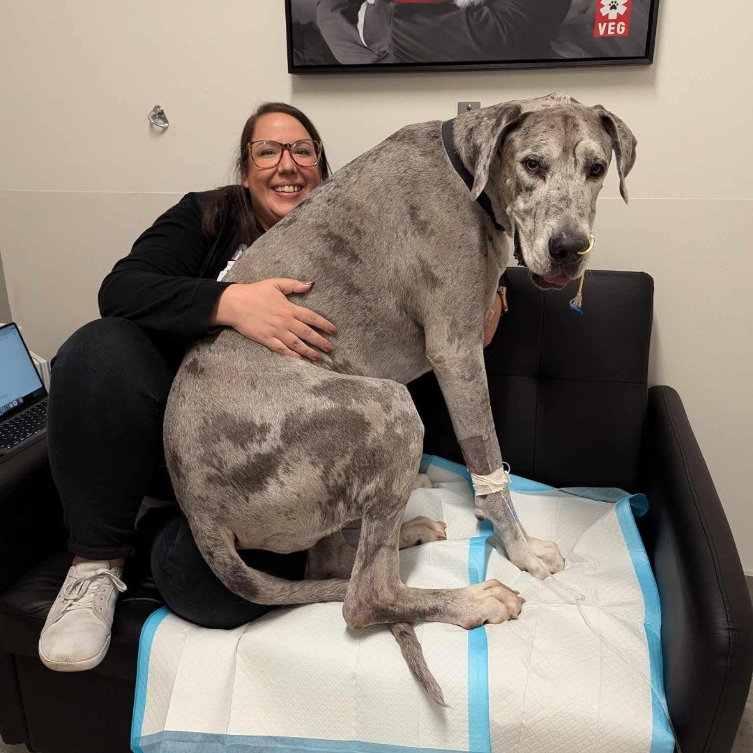 VEGERforpets's tweet image. Our overnight accommodations: Great Dane approved! ✅

While we hope you never need to, you&apos;re always welcome to stay overnight with your pet during their hospital stay. 🐾

#vegolution #pethospital #greatdane