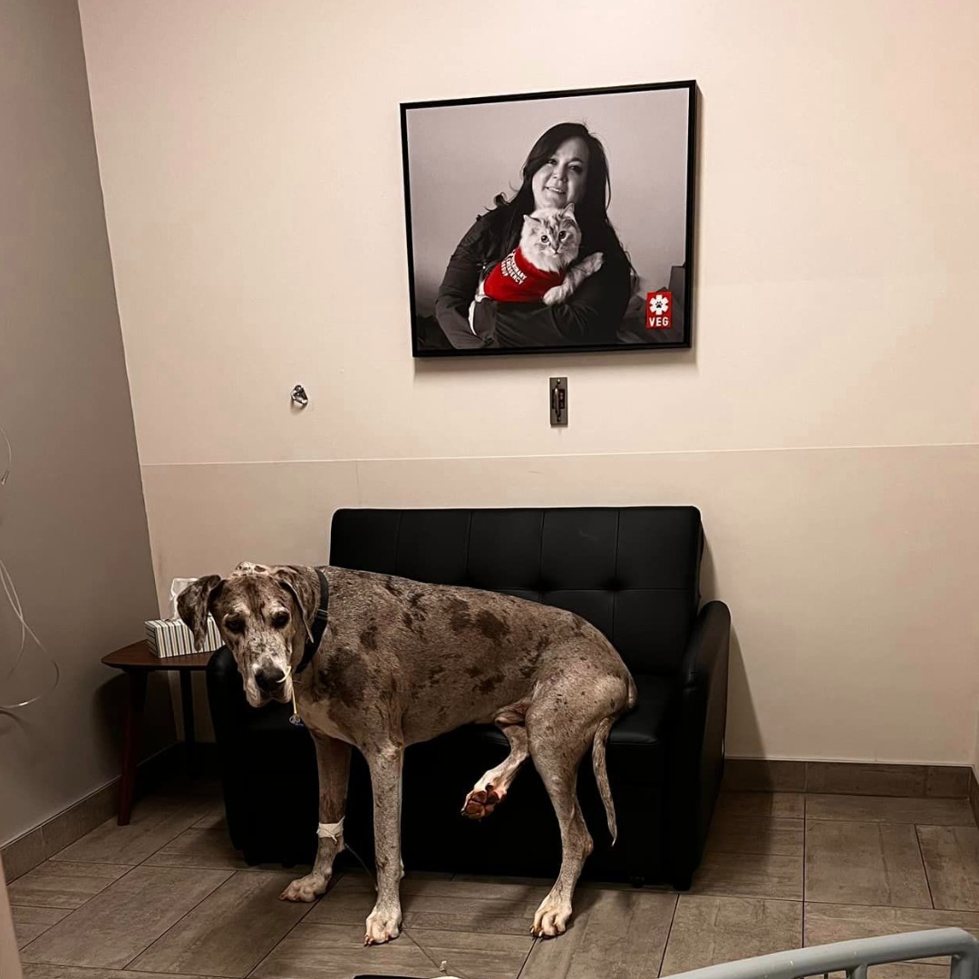VEGERforpets's tweet image. Our overnight accommodations: Great Dane approved! ✅

While we hope you never need to, you&apos;re always welcome to stay overnight with your pet during their hospital stay. 🐾

#vegolution #pethospital #greatdane