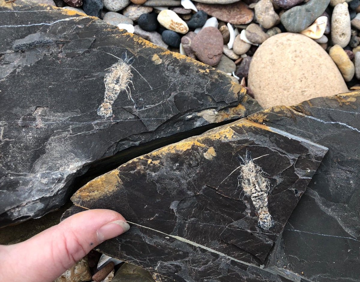 ANGISerkan's tweet photo. Karbonifer yaşlı (~ 275 My) kayalar içerisindeki Karides fosili, İskoçya.

📷L’angolo della Geologia https://t.co/N2DfdfEXoD