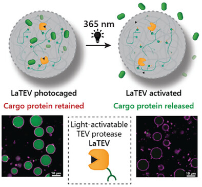 Adv_Biology's tweet image. Stimulus-responsive protein release is key for intercellular communication. This study from @vanhest_lab uses a light-activatable protease in a coacervate-based artificial cell platform to control enzyme-mediated protein release. Read more: doi.org/10.1002/adbi.2… #artificialcell