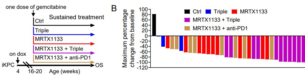 ElizSMcKenna's tweet photo. Now online in @CD_AACR: Combined #KRAS Inhibition and Immune Therapy Generates Durable Complete Responses in an Autochthonous PDAC Model - by Yonghong Liu, @RonDePinho and colleagues https://t.co/UzvK0rUTER @MDAndersonNews #PancreaticCancer #CXCR1/2 #LAG3 #41BB https://t.co/mLwzNOmMEC