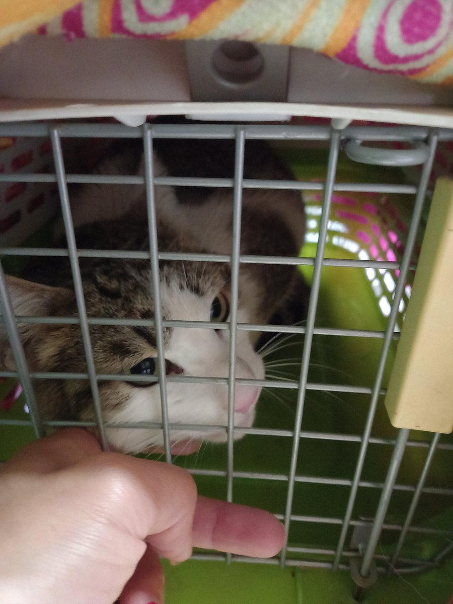 upelienta_sss's tweet photo. NECESITO VUESTRA AYUDA‼️
Quienes me conocen saben q alimento y cuido a una colonia d 30 gatos
El Fito no puede orinar🐈😭 lo llevé al vet y la cuenta va en 70mil

Necesita sonda y hospitalización
Vengo a ofrecer mi trabajo,desde $5.000 los 10×10cm
Favor RT para los interesados🙏 https://t.co/OYcxiqYHgt
