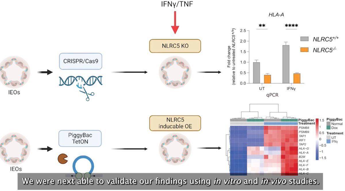 Gut_BMJ's tweet photo. #GUTVideo from the paper by Dennison et al on

"Patient-derived organoid biobank identifies epigenetic dysregulation of intestinal epithelial MHC-I as a novel mechanism in severe Crohn’s Disease" via https://t.co/05O6Ul9VE4

Paper: https://t.co/02bhS49O6y

@Zilbauer_M @SCICambridge @Cambridge_Uni