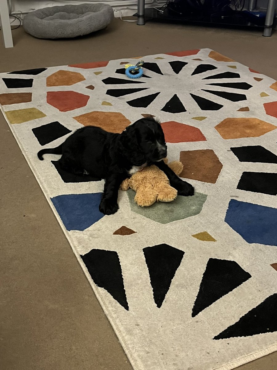 GazMan16's tweet image. So we got a pooch meet Barney #dog #pooch #Barney