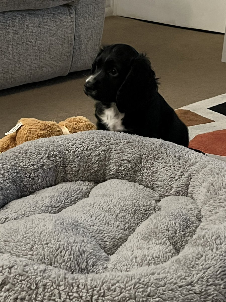 GazMan16's tweet image. So we got a pooch meet Barney #dog #pooch #Barney