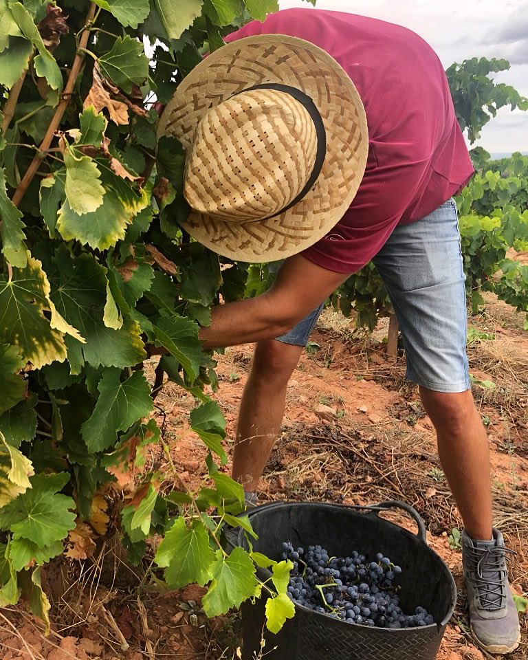 VinyesDomenech's tweet photo. Tot acabant la verema de la garnatxa peluda del #Teixar, volem agrair-vos la vostra participació en el #GrenacheDay, on més de 200 establiments arreu de tot el territori, han aconseguit que la #garnatxa sigui la protagonista durant aquests dies de celebracions arreu del món. https://t.co/zpFQEZHUOQ