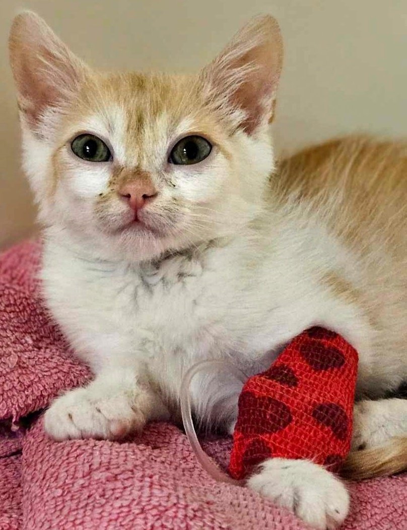 Brakuje 400 zł by uratować życie Igiego, proszę pomóżcie 🙏 

ratujemyzwierzaki.pl/igi-felineus